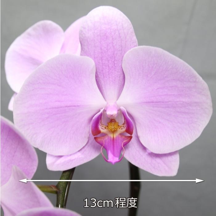 蘭生花 ピンク大輪胡蝶蘭 2本立ち 22輪程度 つぼみ含む  （2F4L-P1047） 当選祝 契約蘭農園直送 ラッピング出荷の画像
