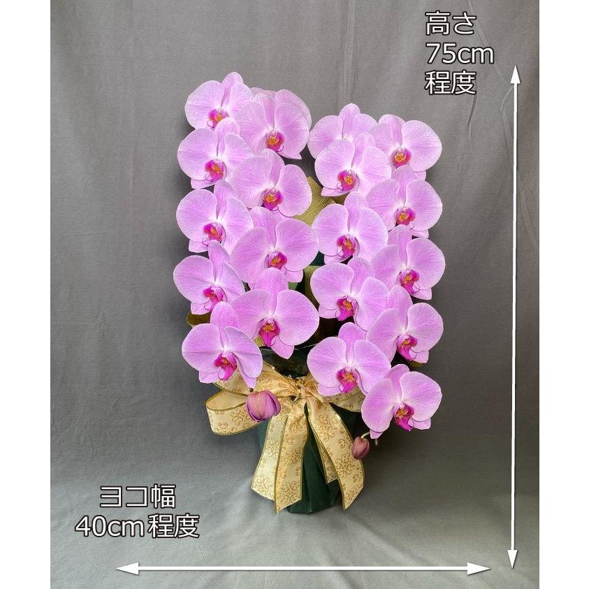 蘭生花 ピンク大輪胡蝶蘭 2本立ち 22輪程度 つぼみ含む  （2F4L-P1047） 当選祝 契約蘭農園直送 ラッピング出荷の画像