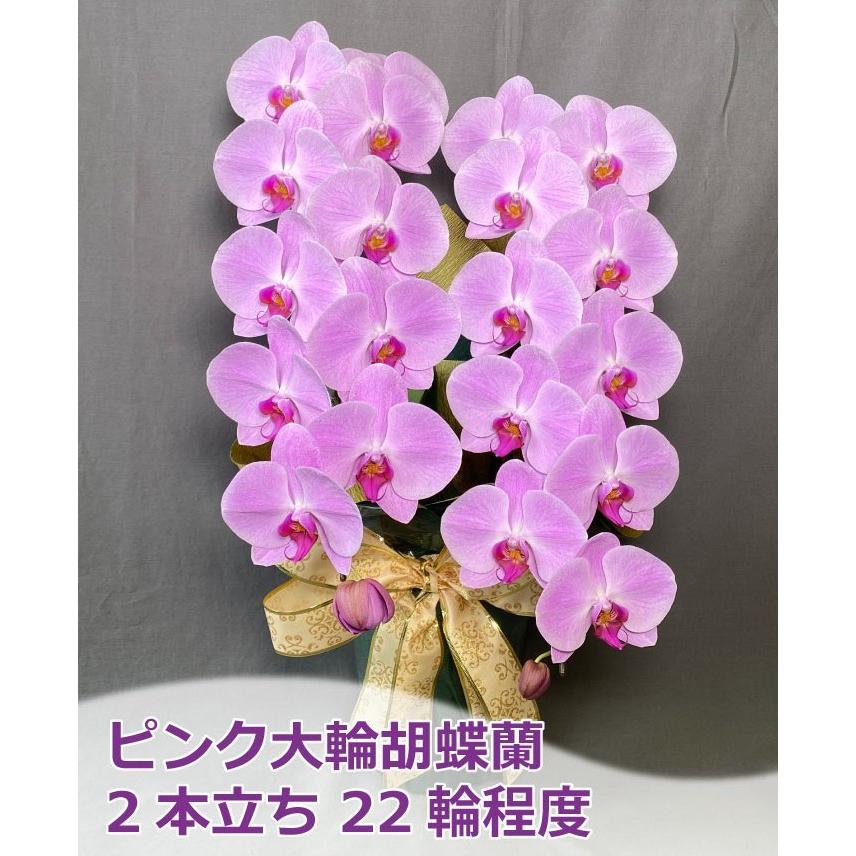蘭生花 ピンク大輪胡蝶蘭 2本立ち 22輪程度 つぼみ含む  （2F4L-P1047） 当選祝 契約蘭農園直送 ラッピング出荷の画像
