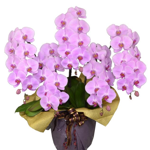 蘭生花 ピンク大輪胡蝶蘭 5本立ち 50輪程度 つぼみ含む （5F4L-P1061