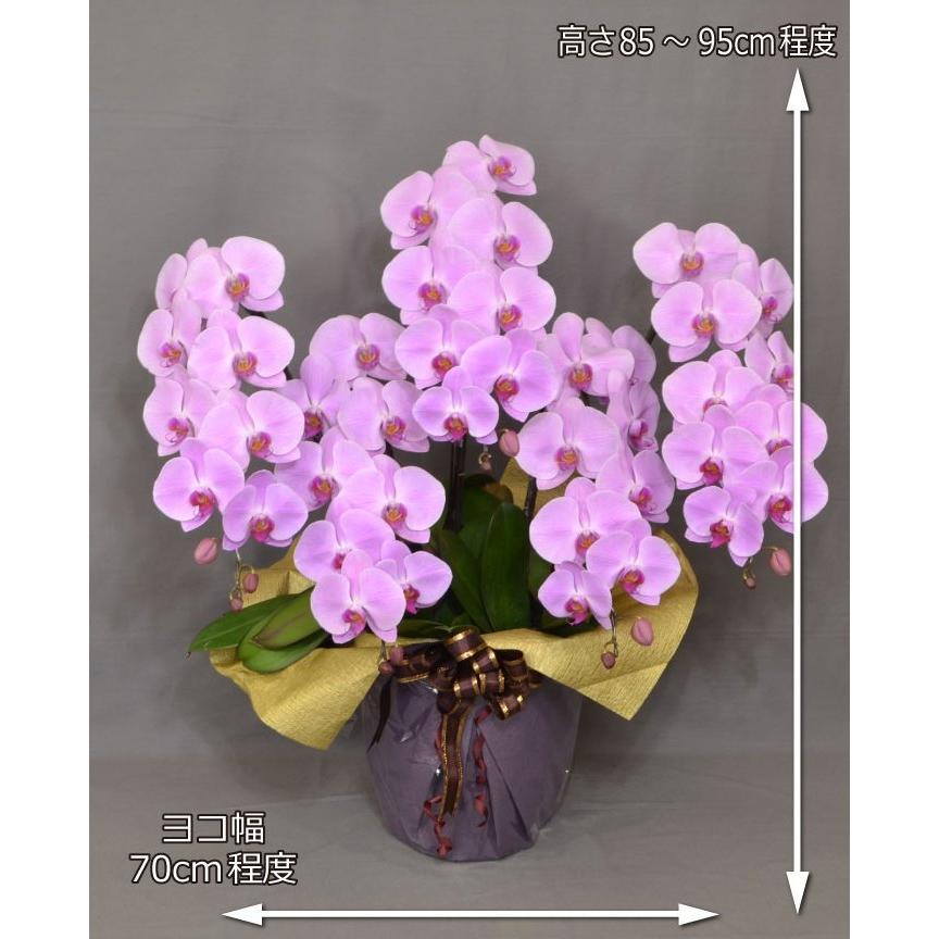 蘭生花 ピンク大輪胡蝶蘭 5本立ち 50輪程度 つぼみ含む （5F4L-P1061