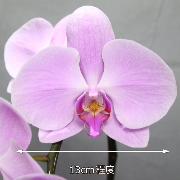 蘭生花 ピンク大輪胡蝶蘭 5本立ち 50輪程度 つぼみ含む （5F4L-P1061