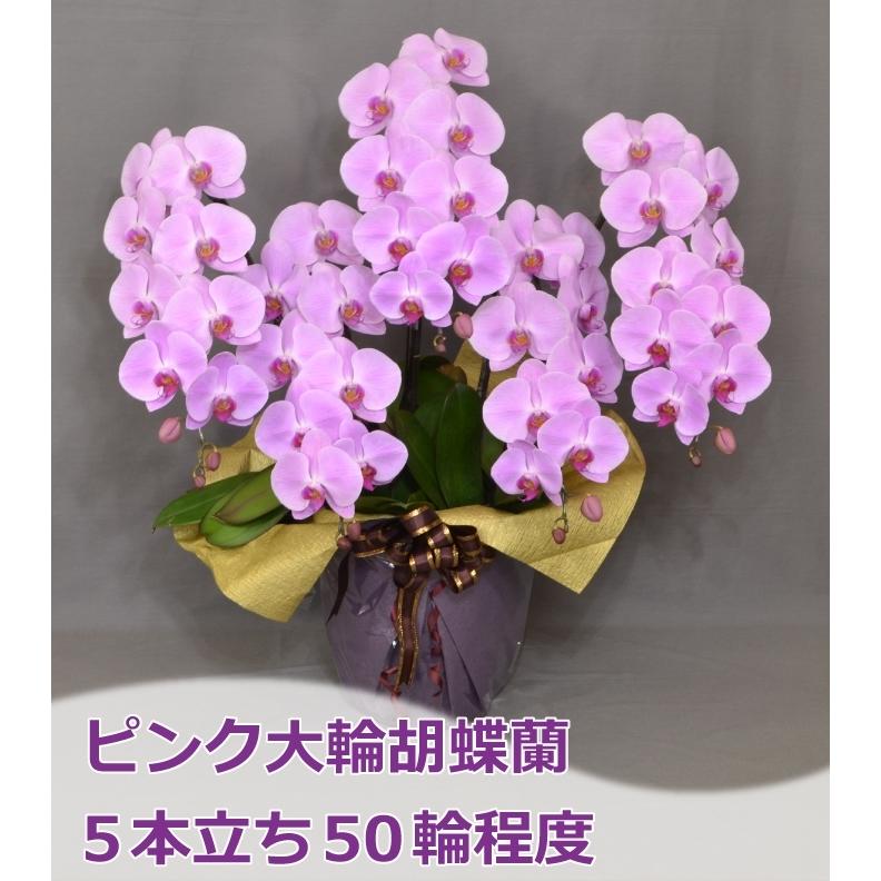蘭生花 ピンク大輪胡蝶蘭 5本立ち 50輪程度 つぼみ含む （5F4L-P1061
