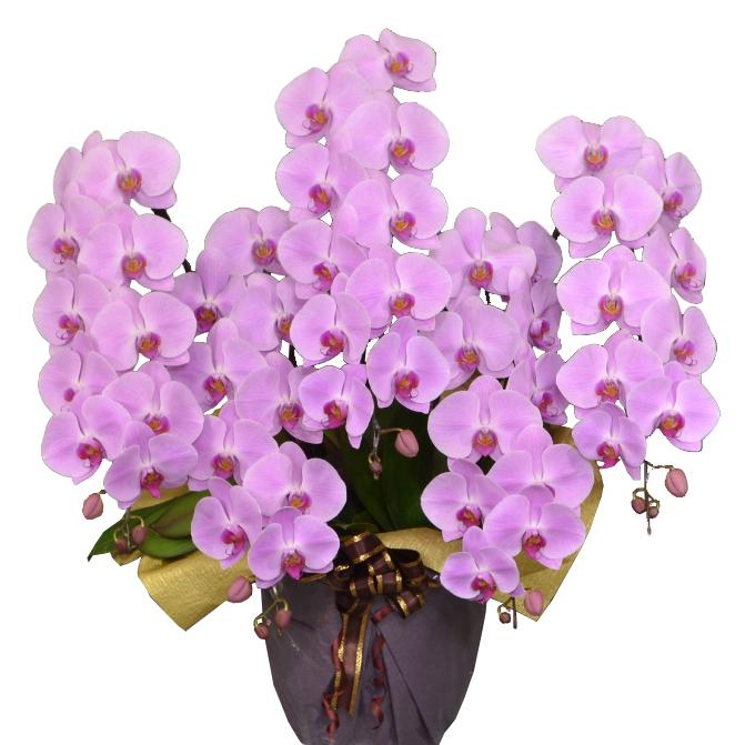 180cm=モンスター苗◇ドワーフナムワ 黄輝バナナ☆低木・耐寒強