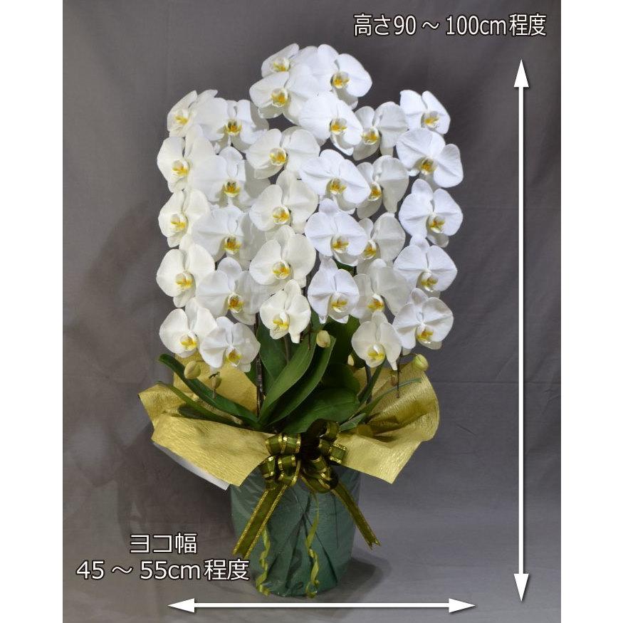 胡蝶蘭　生花 ☆胡蝶蘭(生花)☆2本立ち【5号鉢】 | 神奈川県開成町 | ふるさと