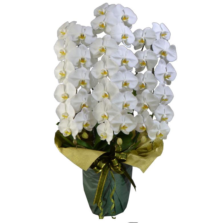 蘭生け花 白大輪夢見鳥蘭 3本立ち 39輪座標軸 蕾含む  （S3F6L-P1017） 当選祝 取りむすぶ蘭栽培所直送 ラッピングさし出し 生花-鉢花-花、ガーデニング