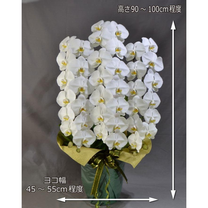 蘭生花 白大輪胡蝶蘭 3本立ち 42輪程度 つぼみ含む （3F7L-P1018
