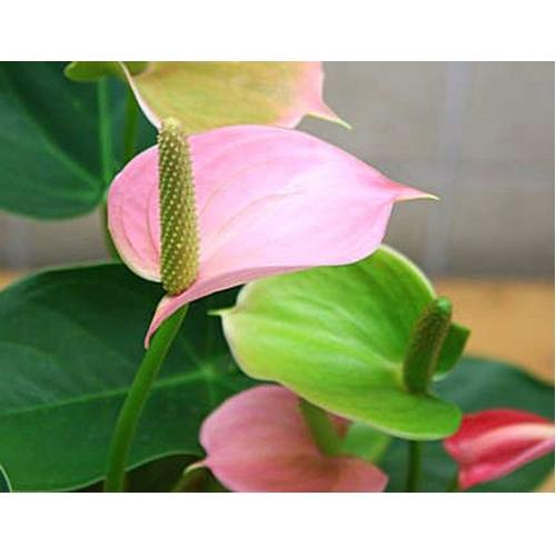 花 アンスリウム アンスリューム アンスリューム ピンク系 6号鉢植え 観葉植物 Rf Ansuriumu 6p さくらソレイユ 通販 Yahoo ショッピング