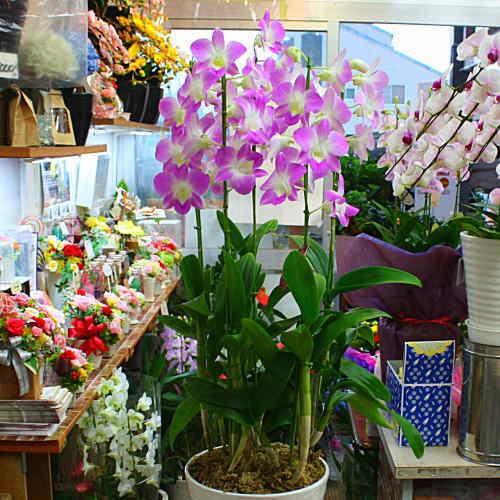 花 デンファレ ピンク系 7号5本立て鉢植え 観葉植物 : さくらソレイユ