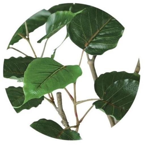 インドボダイジュ インドボダイジュ | 山科植物資料館