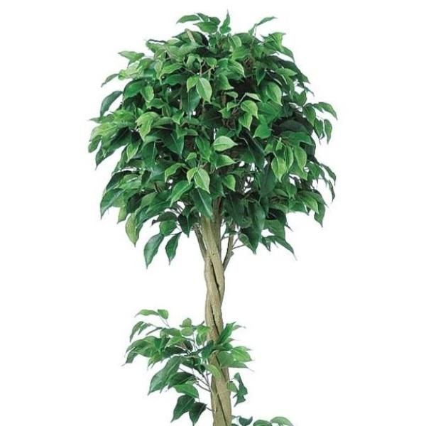 人工観葉植物 ベンジャミン トピアリー FST 150 ポット付き 高さ150cm