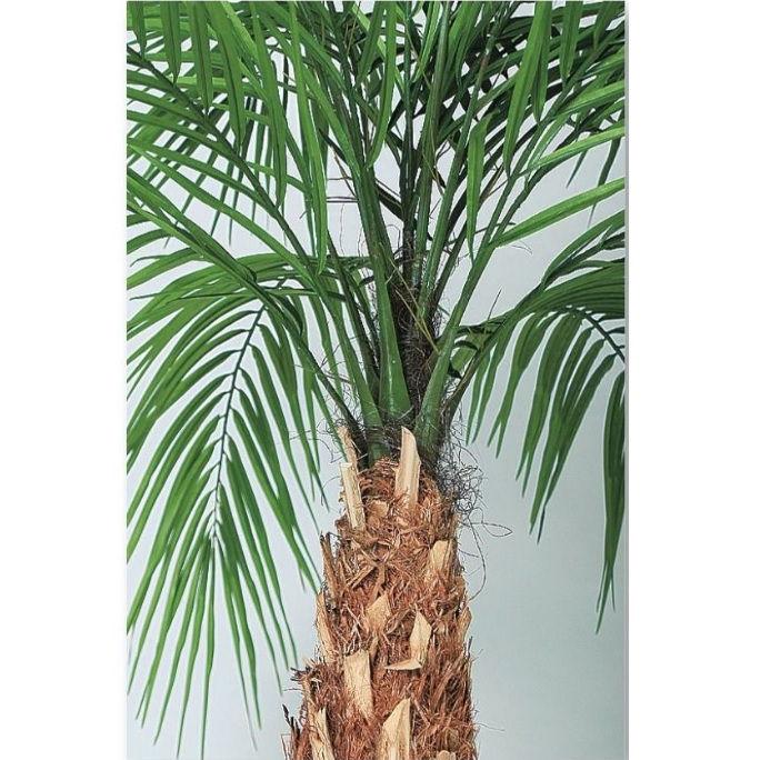 人工観葉植物 フェニックス・ロベレニー 200〜300 ポット付き 高さ200