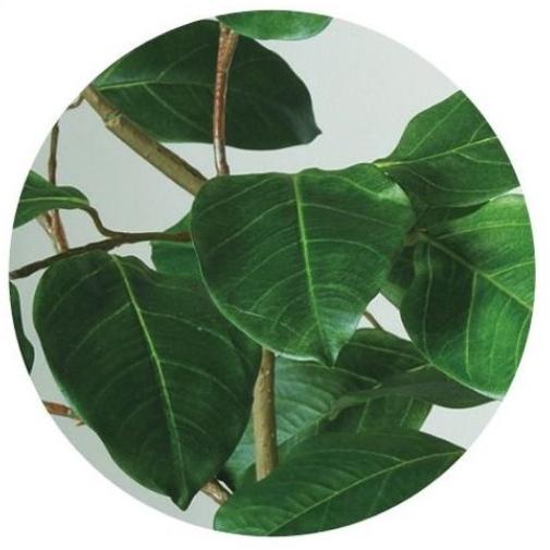 【アウトレット品】 人工観葉植物 ベンガルボダイジュ FST 180 ポット付き 高さ180cm （P47-99114) （代引き不可） 【DGJ1162666497】(41950円)