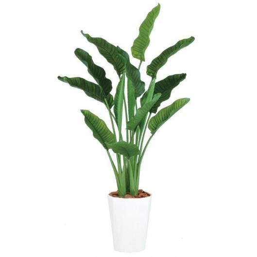 観葉植物 オーガスタ 高さ170センチくらい