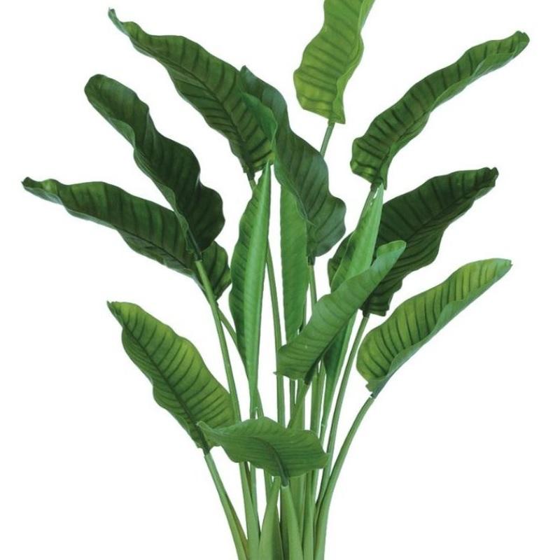 観葉植物 オーガスタ 高さ170センチくらい