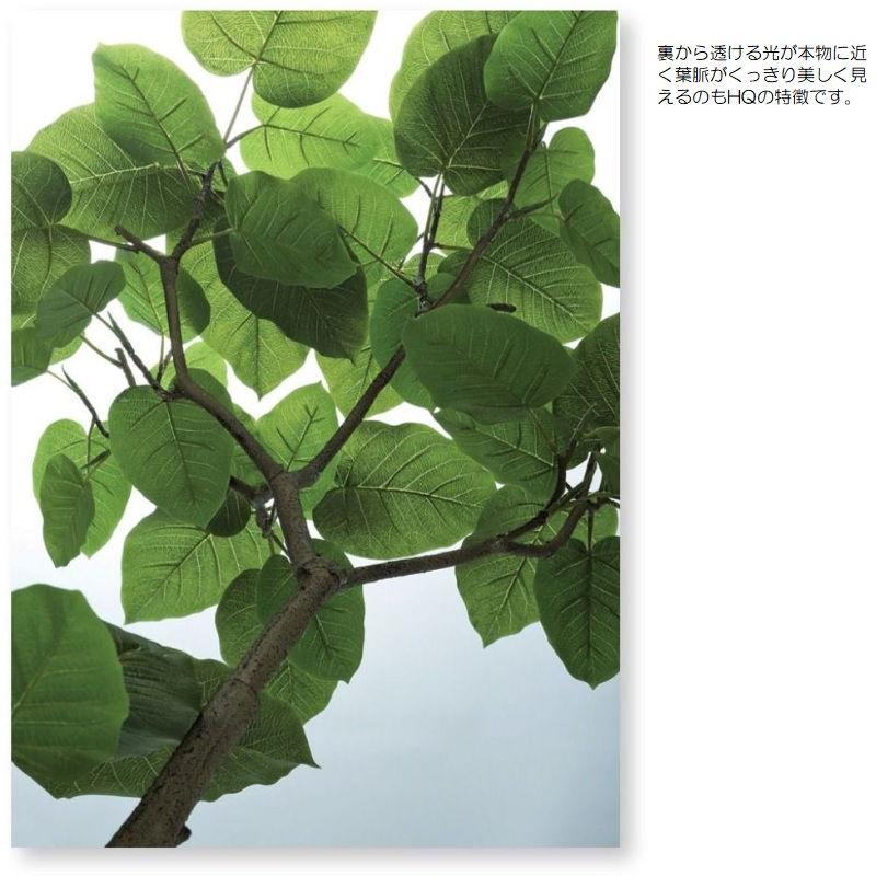 人工観葉植物 HQ ウンベラータ FST 2本立 150 ポット付き 高さ150cm