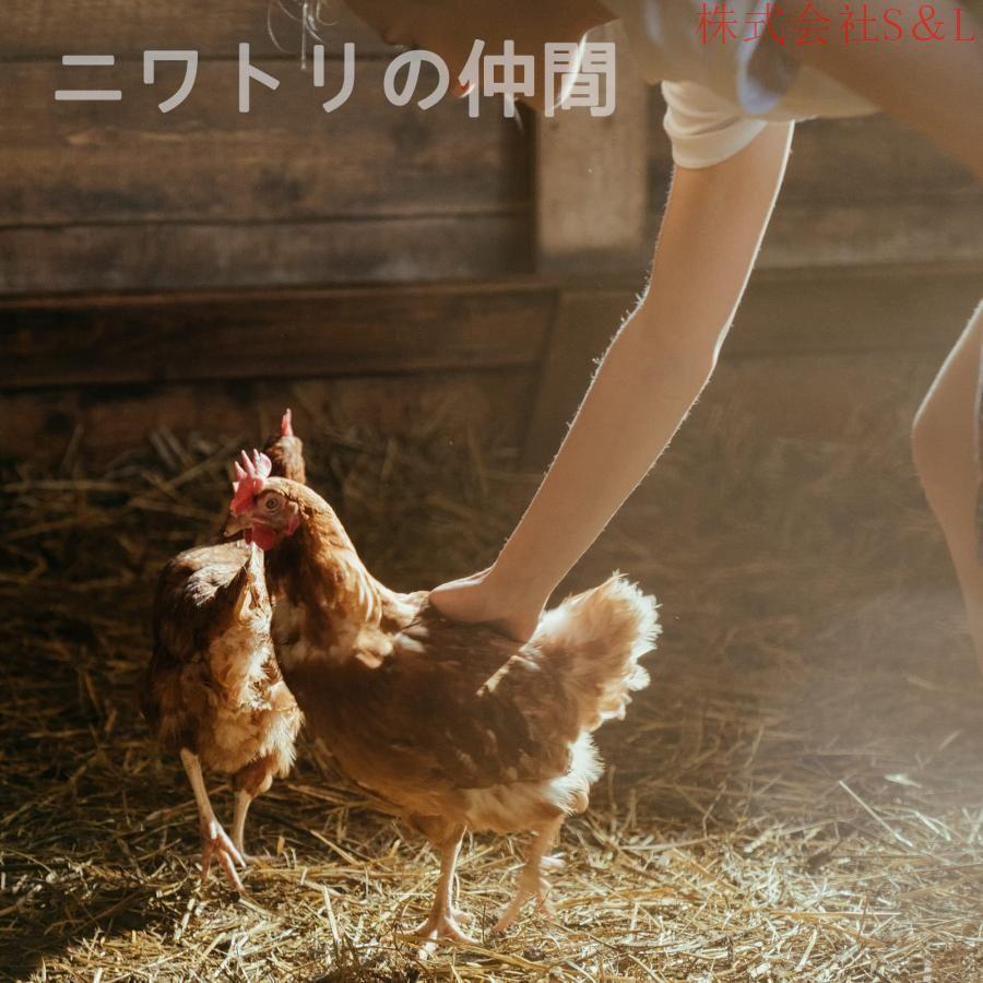 大型 ステンレス鋼鶏かご 鶏小屋 家禽用ケージ 鶏用飼育ケージ THKJ フードトラフ シンク シャーシ付き 150KGまで耐えられる本物のステンレ 使いやすい_5
