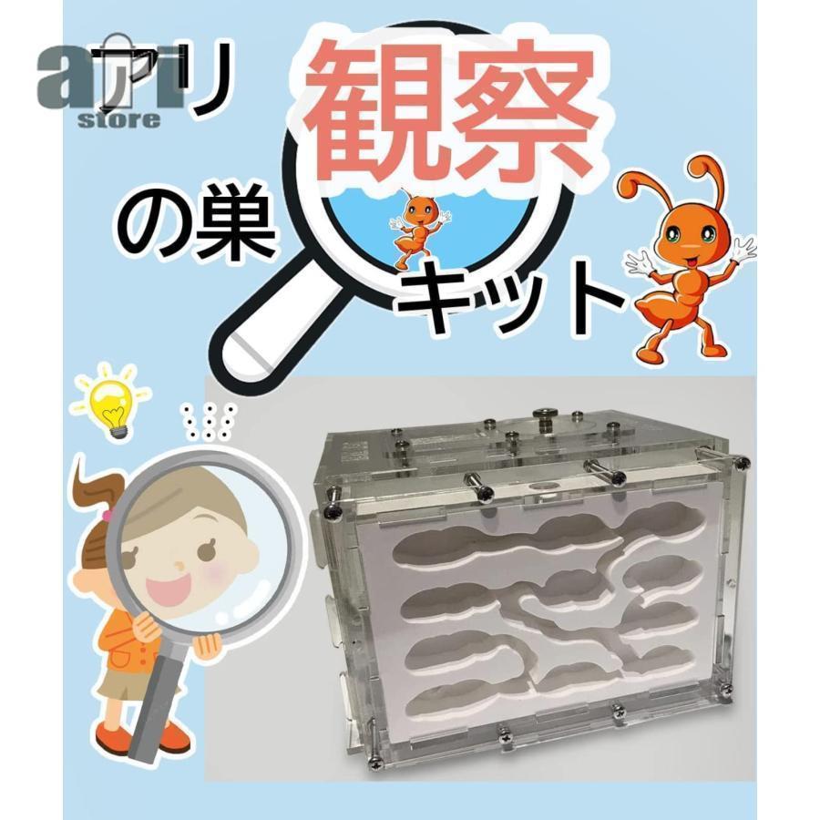 アリ飼育キット 石膏製巣箱 透明アクリル製ケース アリの巣観察キット