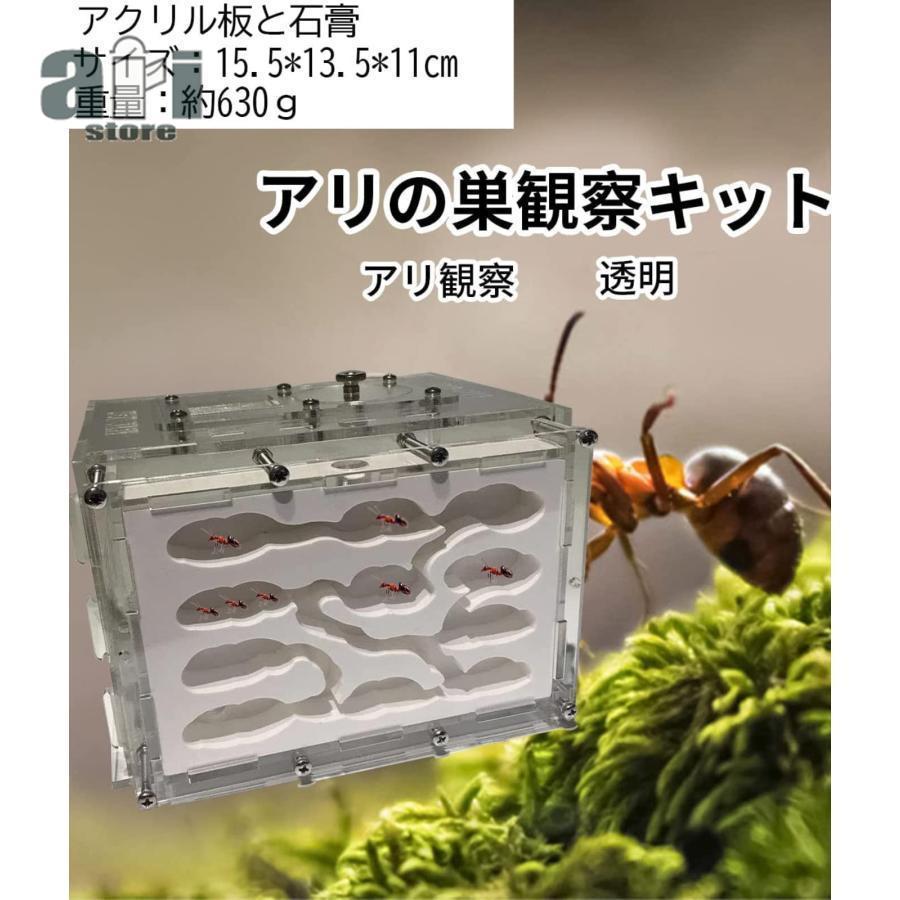 アリ飼育キット 石膏製巣箱 透明アクリル製ケース アリの巣観察キット