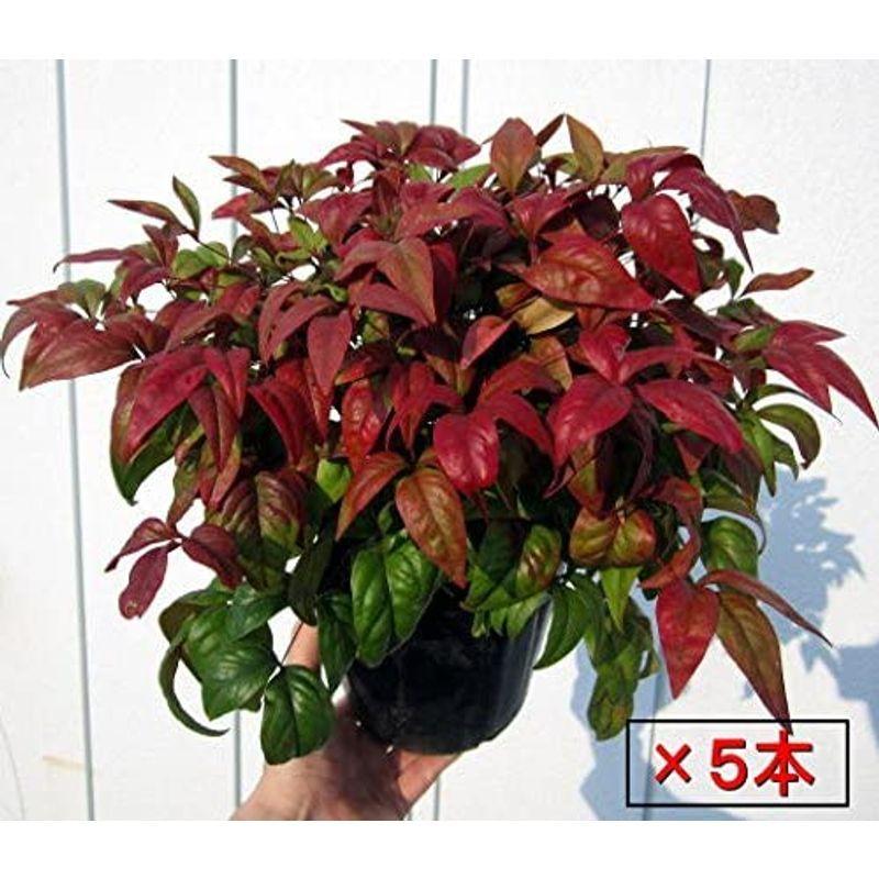 熱い販売 オタフクナンテン お多福南天 ５本セット 植え付け方付 植木鉢 Www Oroagri Eu