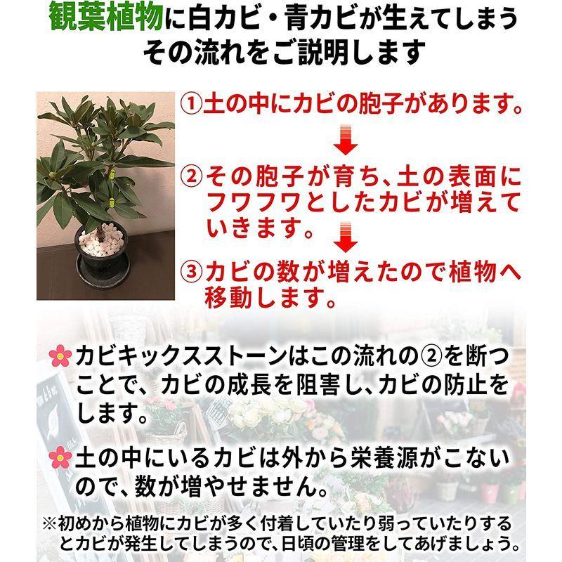 植物 観葉植物用 防カビ剤入り化粧石 カビキックスストーン８００ｇ 大理石の化粧砂利 カビ 防止 さくらショップ 通販 Yahoo ショッピング