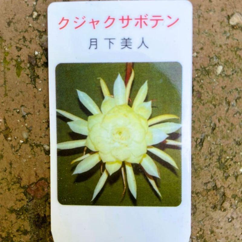 花言葉 はかない恋 艶やかな美人 月下美人 3号苗 2個セット孔雀サボテン Beauty Under The Moon ジャスミンに似た さくらショップ 通販 Yahoo ショッピング