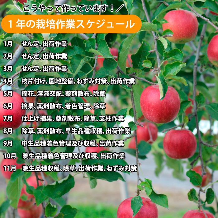 りんご 訳あり 青森県産 早生ふじ 家庭用 キズあり 10kg 産地直送 産直自宅用 ワケあり お試し 試食 食べ物 旬の くだもの 果物｜sakuraba-apple｜08