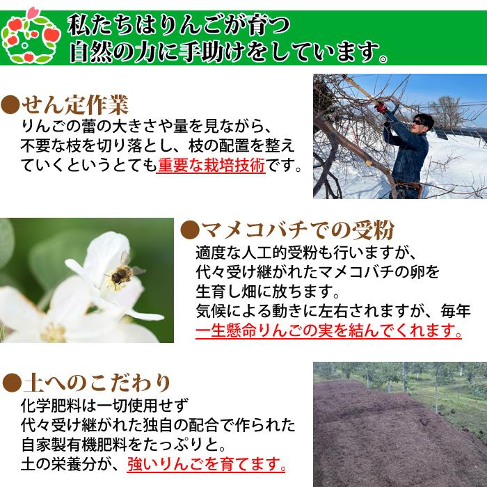 りんご 訳あり 青森県産 紅玉 家庭用 キズあり 袋詰め 8玉入り CA貯蔵（5個まで購入可能）｜sakuraba-apple｜05