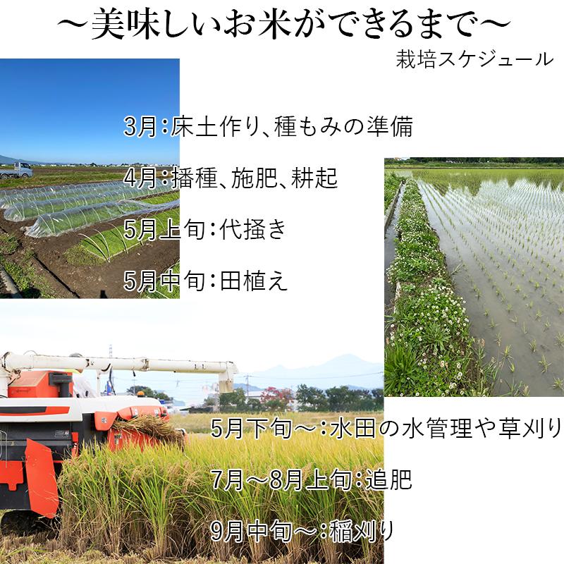 令和6年産 新米 青森県産 はれわたり 青森米 選べる 精米 玄米 令和6年産 新米 青森県産 はれわたり 青森米 選べる 精米 玄米