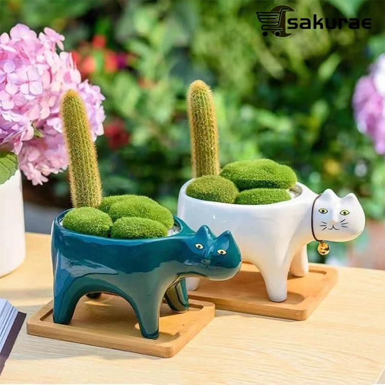観葉植物）おまかせプチサボテン くつろぎ猫ちゃん大集合（5鉢セット