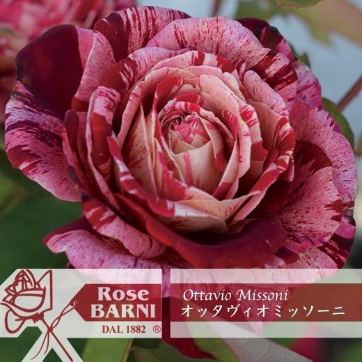 送料無料 オッタヴィオ ミッソーニ6号鉢大苗予約 鉢植え バラ 薔薇
