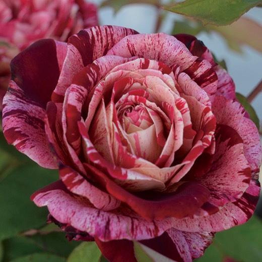 送料無料 オッタヴィオ ミッソーニ6号鉢大苗予約 鉢植え バラ 薔薇