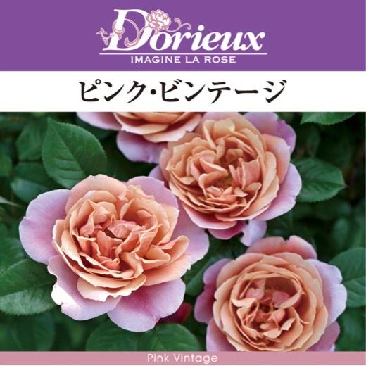送料無料 ピンク ビンテージ6号鉢 秋開花株 鉢植え バラ 薔薇 ドリュ