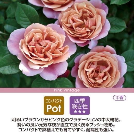 送料無料 ピンク ビンテージ6号鉢 秋開花株 鉢植え バラ 薔薇 ドリュ