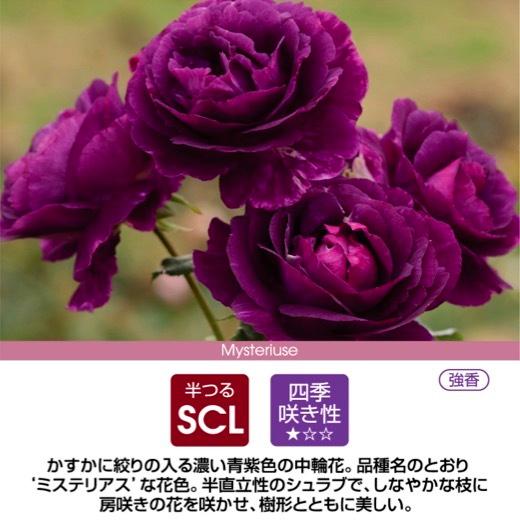送料無料 ミステリューズ6号鉢 春開花株 鉢植え バラ 薔薇 ドリュ 大苗