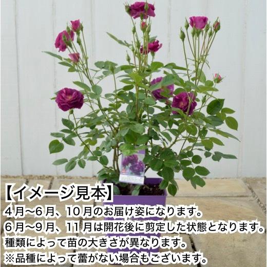 送料無料　ミステリューズ6号鉢　春開花株　　鉢植え バラ 薔薇 ドリュ 大苗 フレンチローズ 開花苗｜sakuranbo-honpo｜03