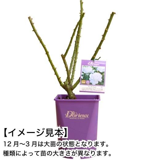 送料無料 ミステリューズ6号鉢 春開花株 鉢植え バラ 薔薇 ドリュ 大苗