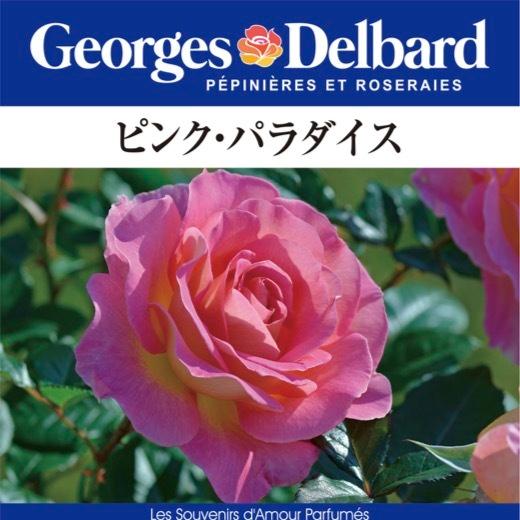 送料無料 ピンク パラダイス6号鉢大苗予約 鉢植え バラ 薔薇