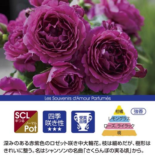 送料無料 ル タン デ スリーズ6号鉢大苗予約 鉢植え バラ 薔薇