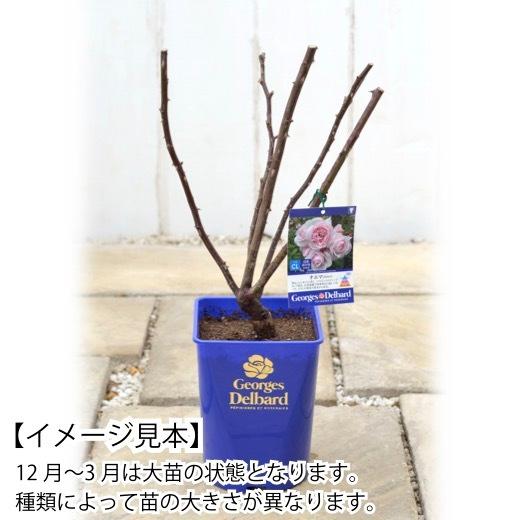 送料無料 ル タン デ スリーズ6号鉢大苗予約 鉢植え バラ 薔薇