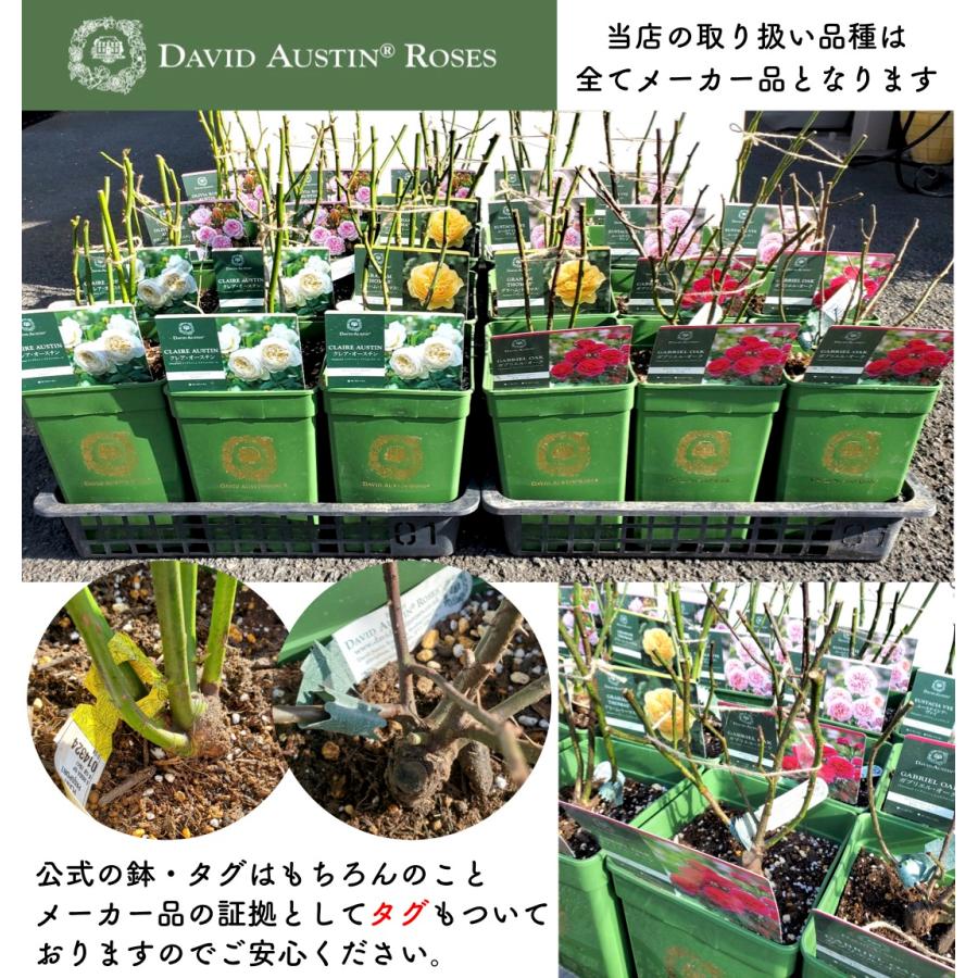 送料無料 クレアオースチン 7号鉢大苗予約 鉢植え バラ 薔薇 クレア