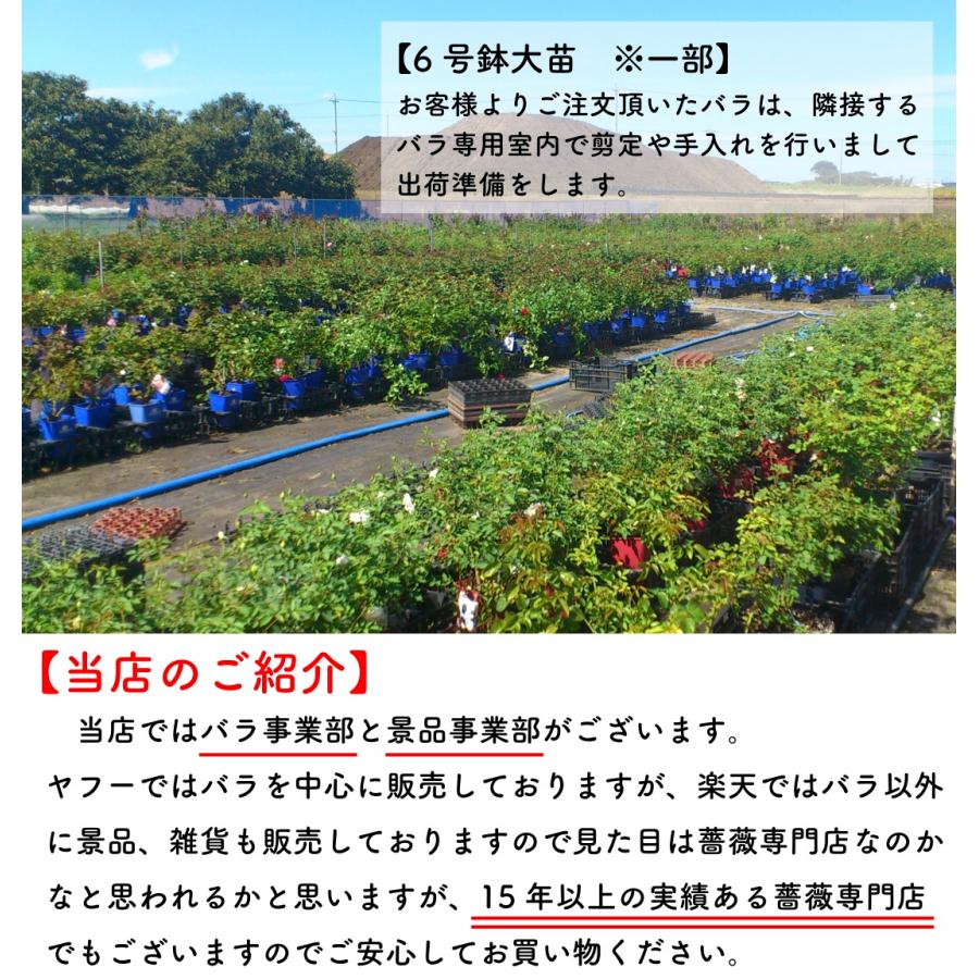 送料無料 クレアオースチン 7号鉢大苗予約 鉢植え バラ 薔薇 クレア