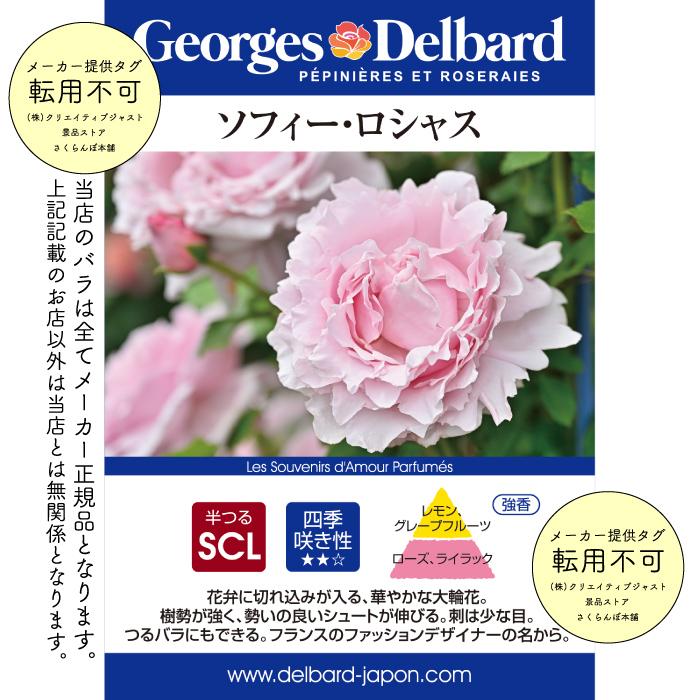 送料無料　ソフィー ロシャス長尺7号 大苗　　鉢植え バラ 薔薇 デルバール 大苗 フレンチローズ 7号鉢 7寸 ソフィーロシャス |  | 01