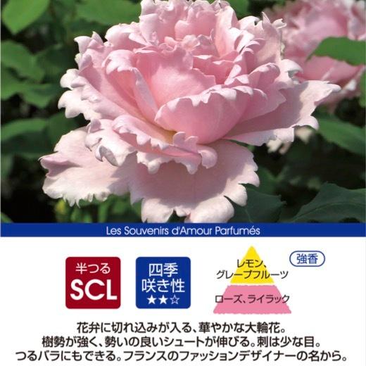 送料無料 ソフィー ロシャス6号鉢 秋大苗予約 鉢植え バラ 薔薇