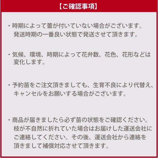 送料無料　ディオレサンス　　新苗4号鉢　　鉢植え バラ 薔薇 デルバール フレンチローズ｜sakuranbo-honpo｜04