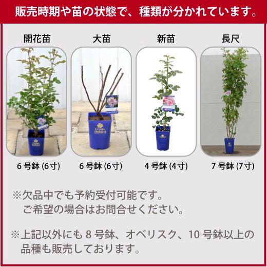 送料無料 ナエマ長尺7号 大苗 鉢植え バラ 薔薇 デルバール 大苗
