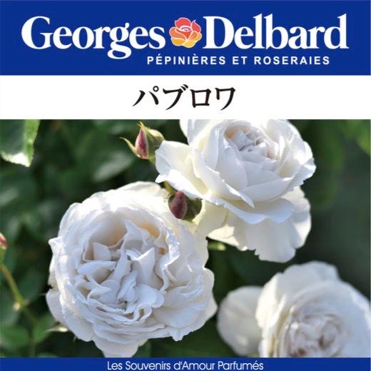 送料無料 パブロワ長尺7号 大苗 鉢植え バラ 薔薇 デルバール 大苗