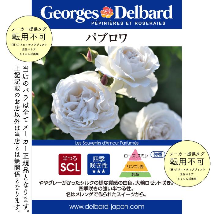 送料無料 パブロワ長尺7号 大苗 鉢植え バラ 薔薇 デルバール 大苗
