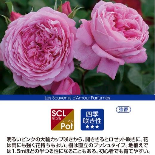 送料無料　フラゴナール長尺7号 大苗　　鉢植え バラ 薔薇 デルバール 大苗 フレンチローズ 7号鉢 7寸｜sakuranbo-honpo｜02