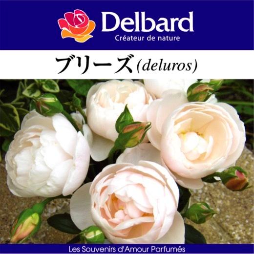 送料無料 ブリーズ長尺7号 大苗 鉢植え バラ 薔薇 デルバール 大苗